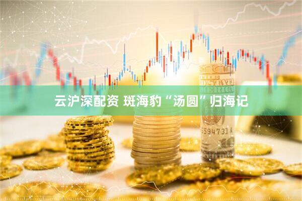 云沪深配资 斑海豹“汤圆”归海记